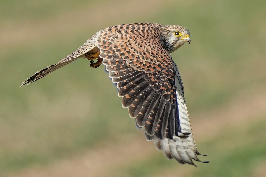 チョウゲンボウ（Falco tinnunculus）の写真