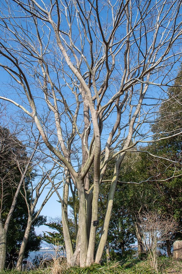 エノキ（Celtis sinensis）の写真