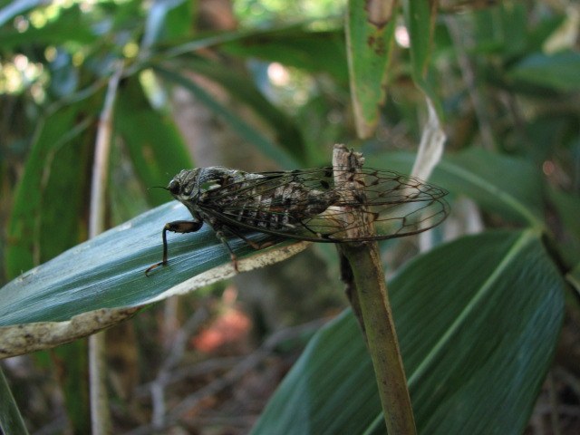ハルゼミ（Terpnosia vacua）の写真