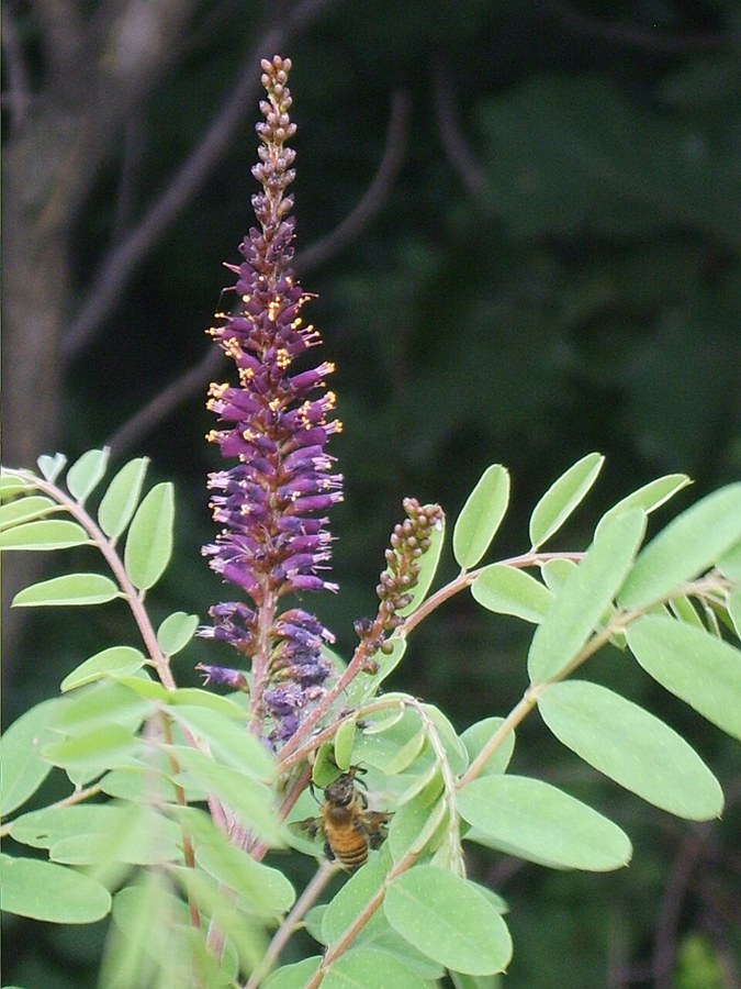 イタチハギ（Amorpha fruticosa）の写真