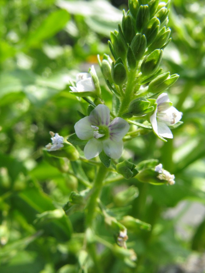 カワヂシャ（Veronica undulata）の写真