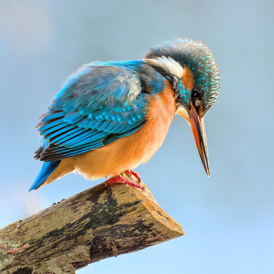 カワセミ（Alcedo atthis）の写真