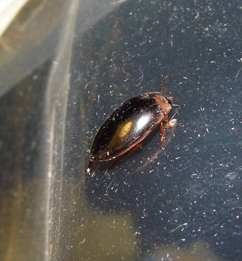 キベリマメゲンゴロウ（Platambus pictipennis）の写真