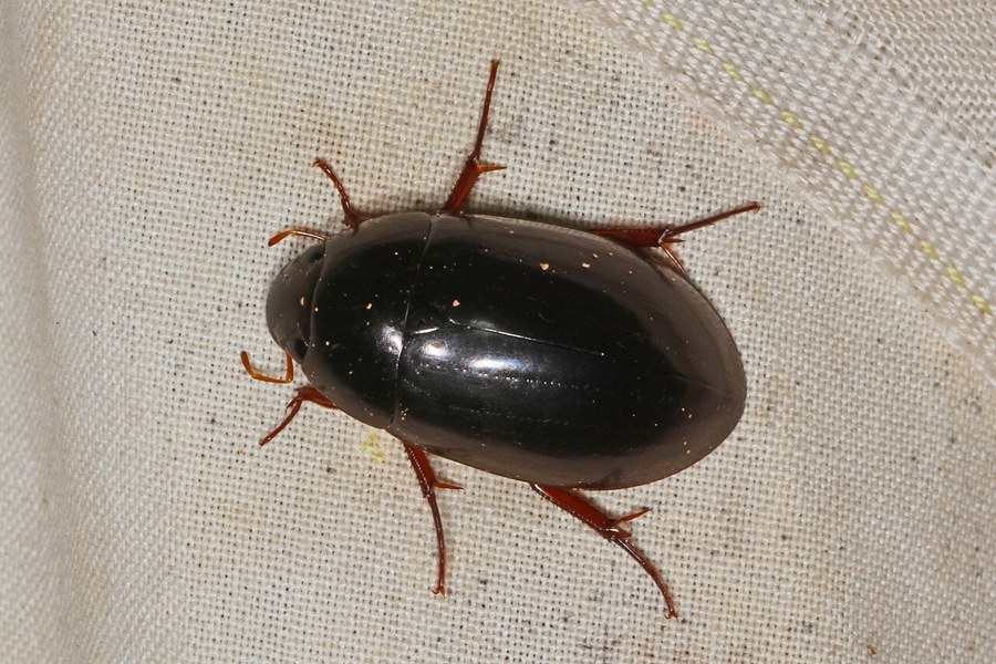 コガムシ（Hydrochara affinis）の写真