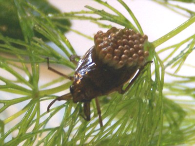 コオイムシ（Appasus japonicus）の写真
