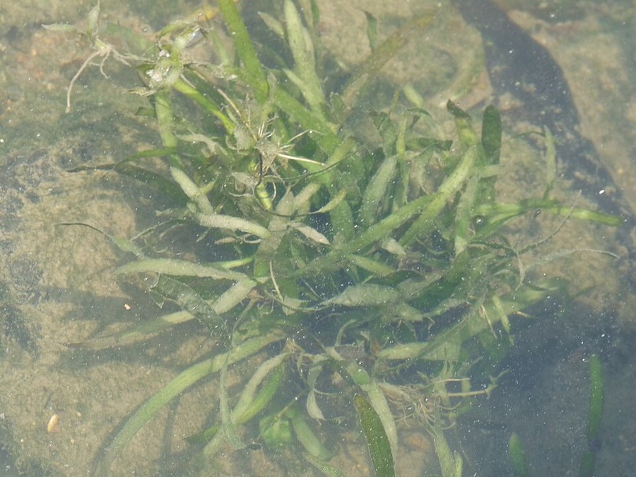 コウガイセキショウモ（Vallisneria denseserrulata）の写真