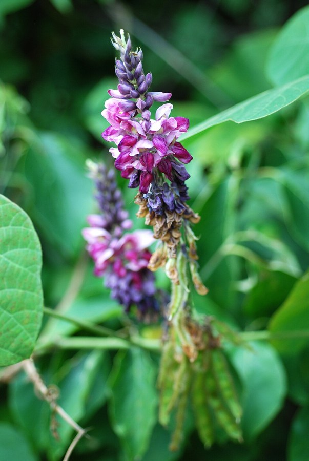 クズ（Pueraria montana）の写真