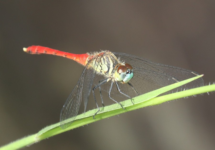 マイコアカネ（Sympetrum kunckeli）の写真