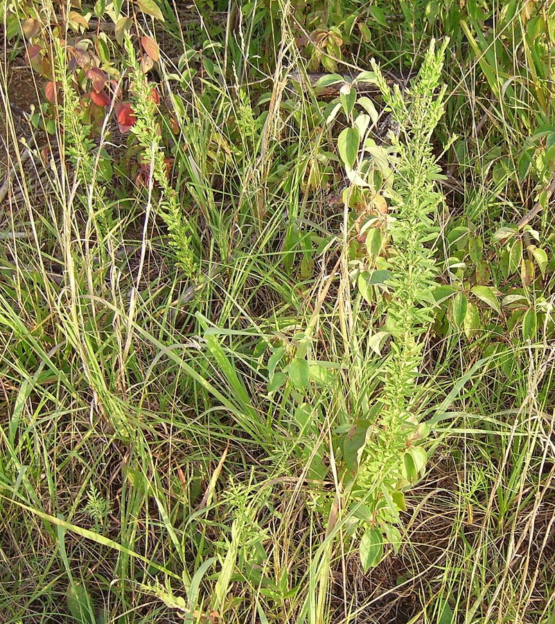 メドハギ（Lespedeza cuneata）の写真