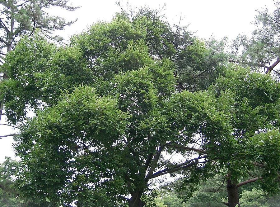 ムクノキ（Aphananthe aspera）の写真