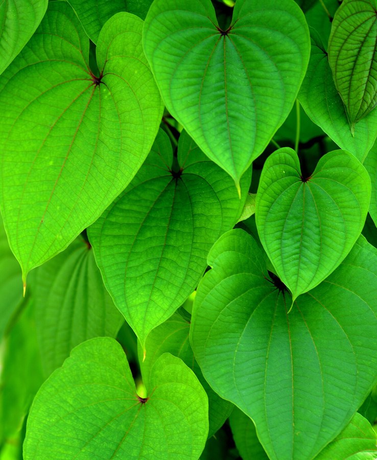 ニガカシュウ（Dioscorea bulbifera）の写真
