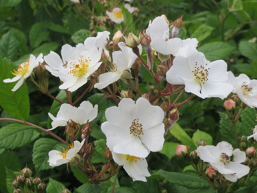ノイバラ（Rosa multiflora）の写真