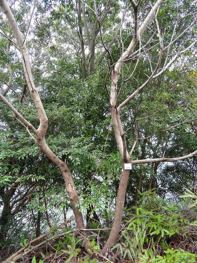 ヌルデ（Rhus javanica）の写真