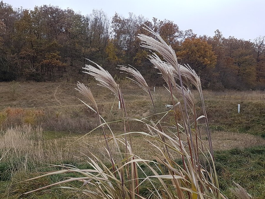 オギ（Miscanthus sacchariflorus）の写真