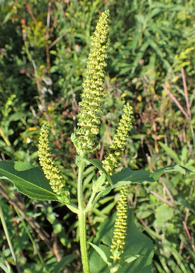 オオブタクサ（Ambrosia trifida）の写真