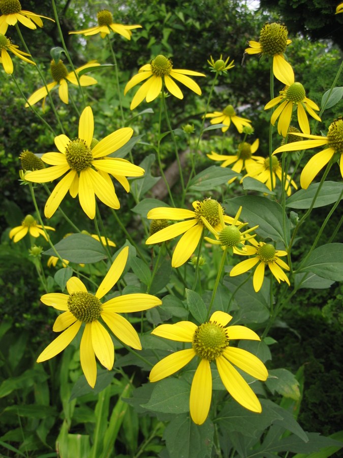 オオハンゴンソウ（Rudbeckia laciniata）の写真