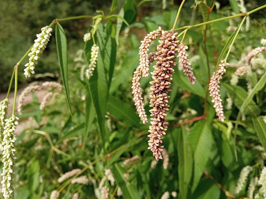 オオイヌタデ（Persicaria lapathifolia）の写真