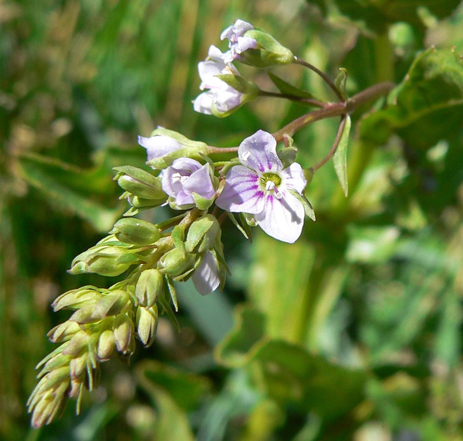 オオカワヂシャ（Veronica anagallis-aquatica）の写真