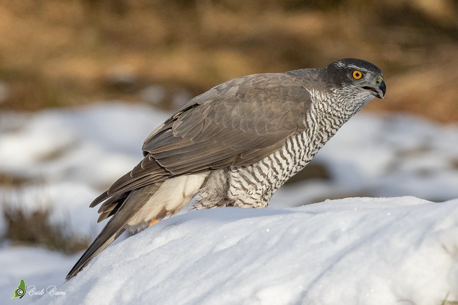 オオタカ（Accipiter gentilis）の写真
