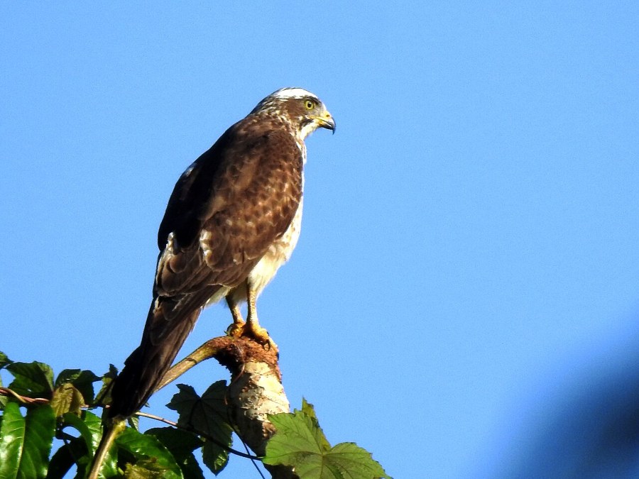 サシバ（Butastur indicus）の写真