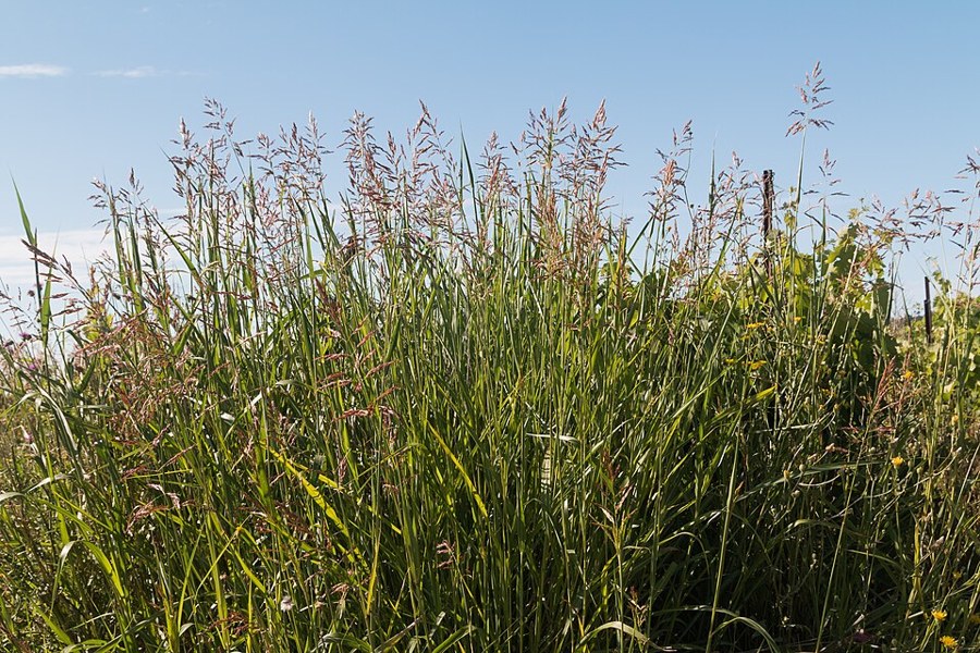 セイバンモロコシ（Sorghum halepense）の写真