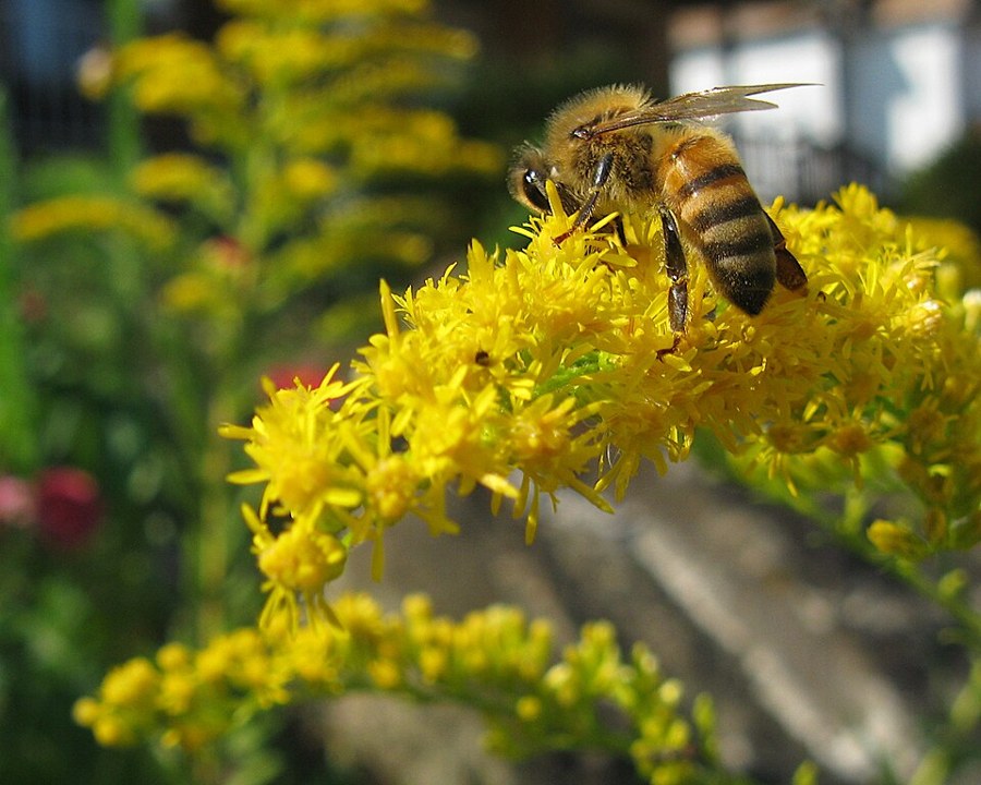 セイタカアワダチソウ（Solidago altissima）の写真