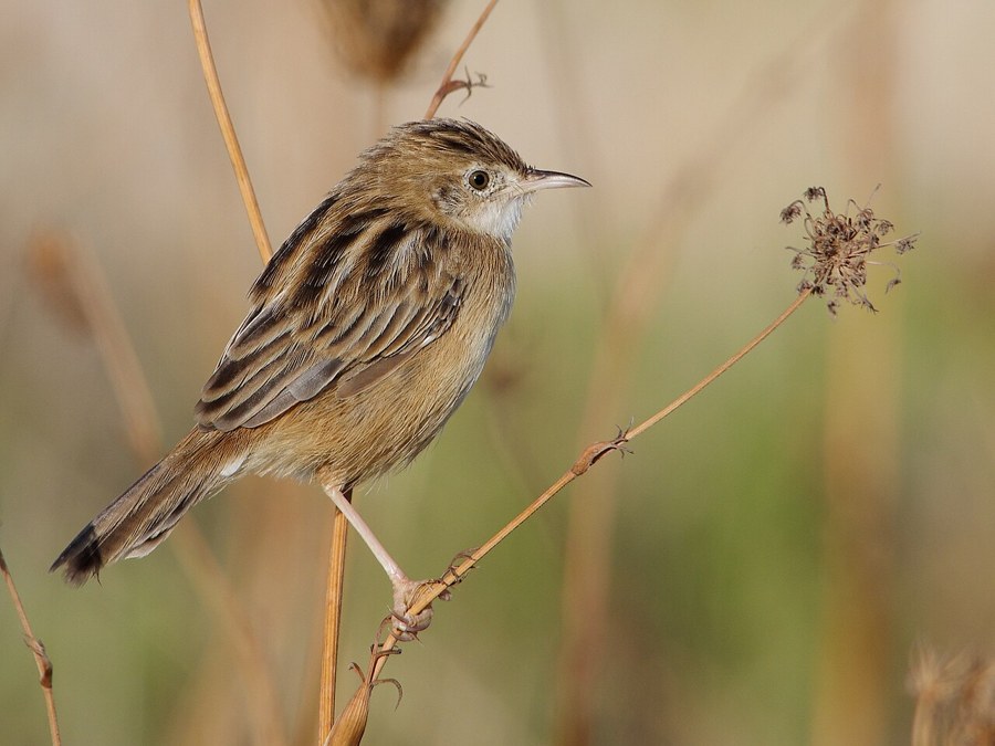 セッカ（Cisticola juncidis）の写真