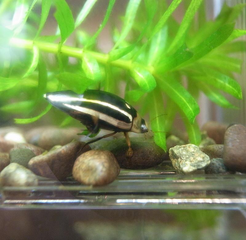 シマゲンゴロウ（Hydaticus bowringii）の写真