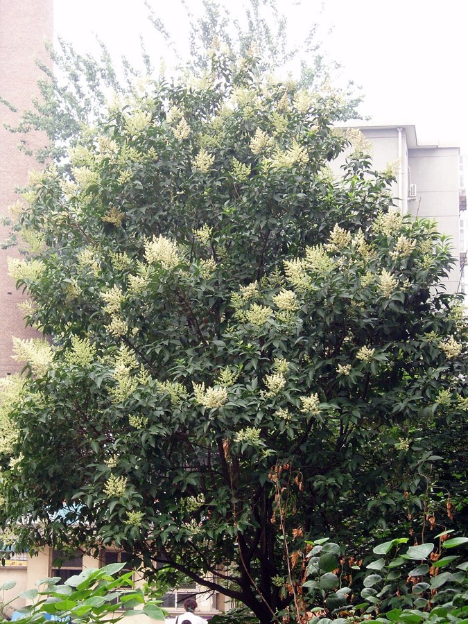 トウネズミモチ（Ligustrum lucidum）の写真