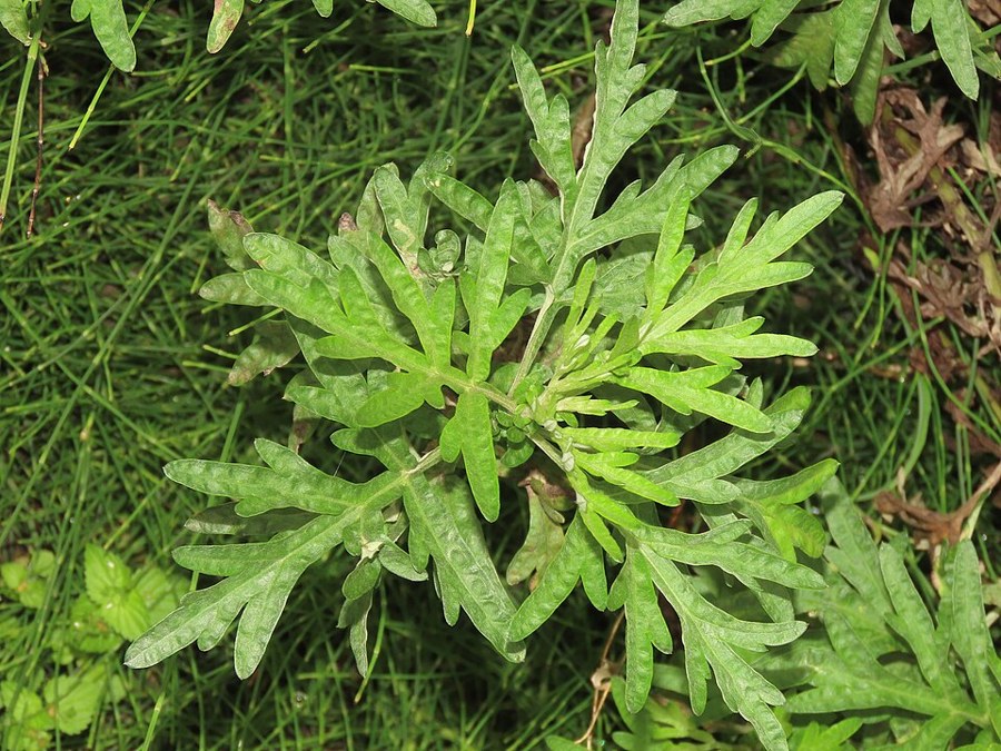 ヨモギ（Artemisia indica）の写真