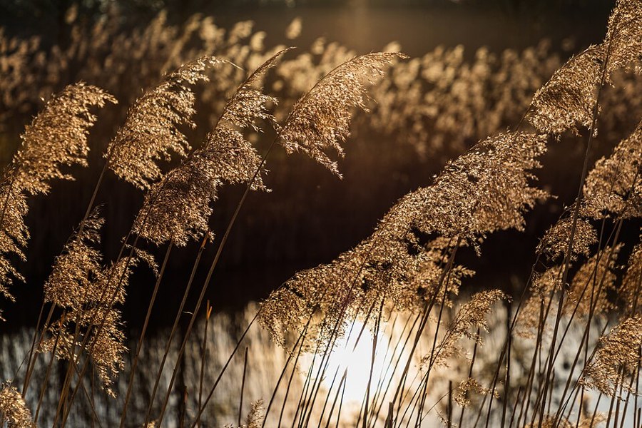 ヨシ（Phragmites australis）の写真